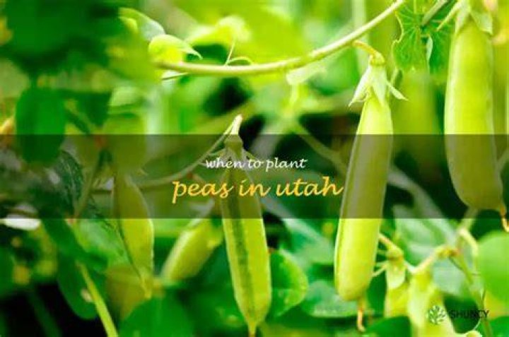 When can I plant peas in Utah