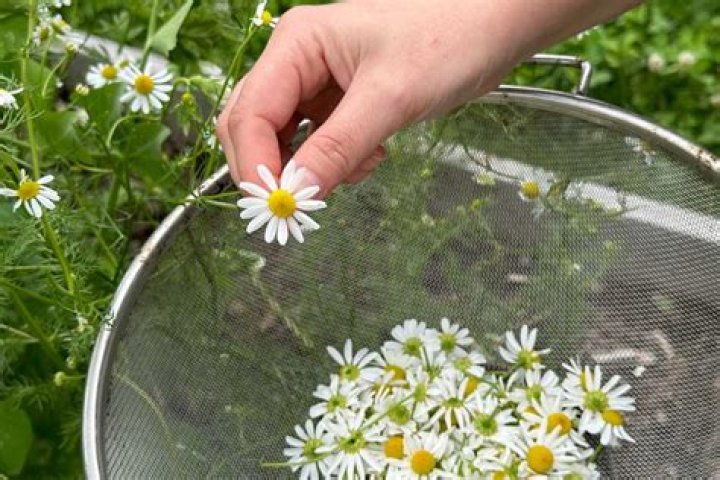 When should I harvest chamomile