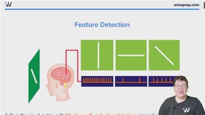 Where are feature detectors