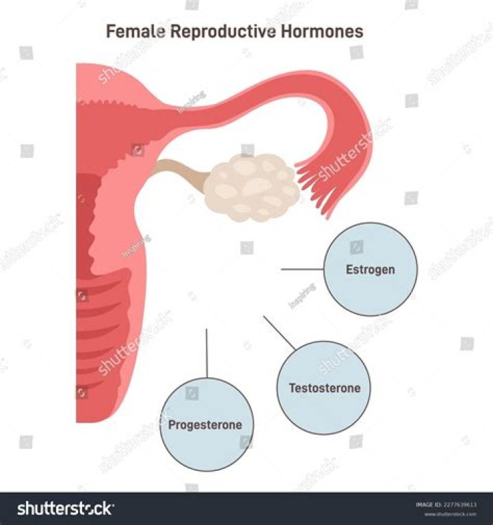 Where are the female hormones naturally produced