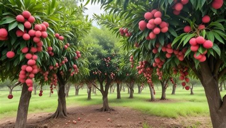 Where do lychees grow in South Africa