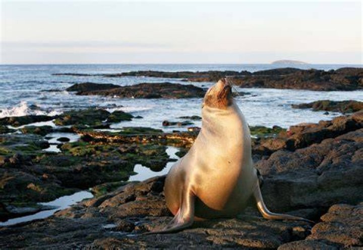 Where do sea lions go