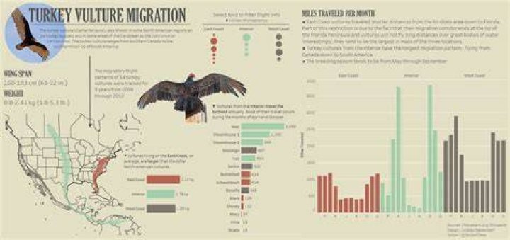 Where do vultures migrate