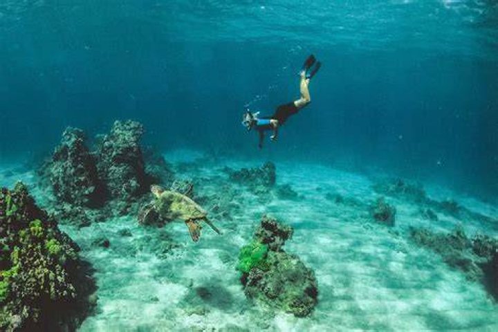 Where is Shark Island