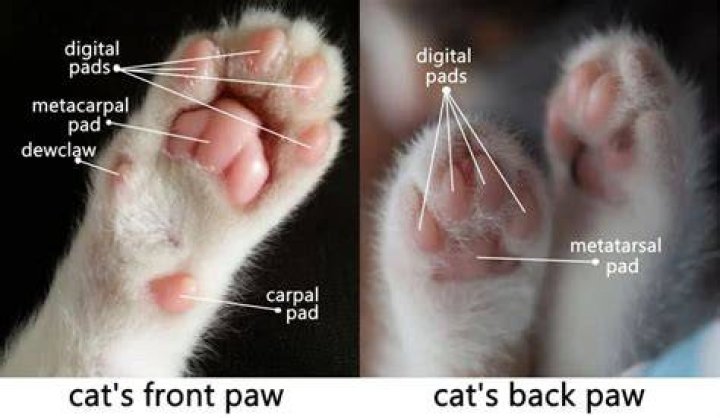 Why do cats have paws
