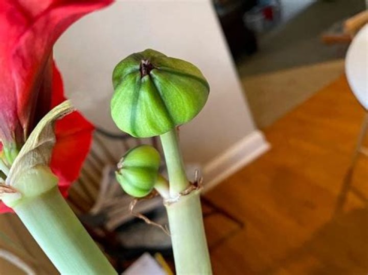 Why does my amaryllis have small blooms
