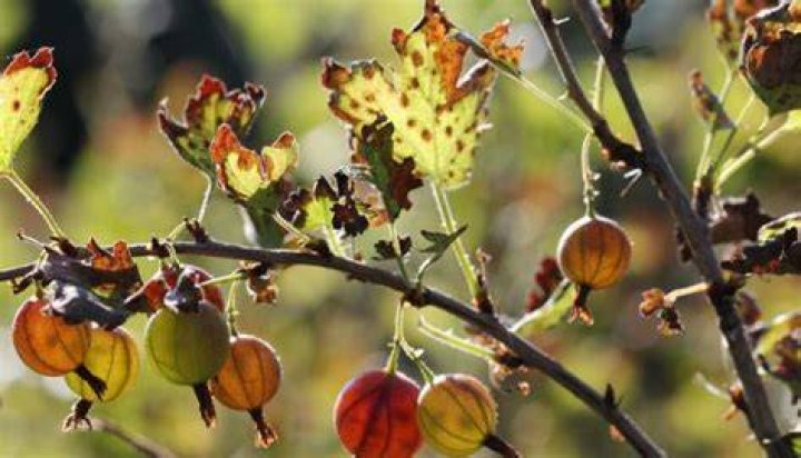 Why have my gooseberries gone brown