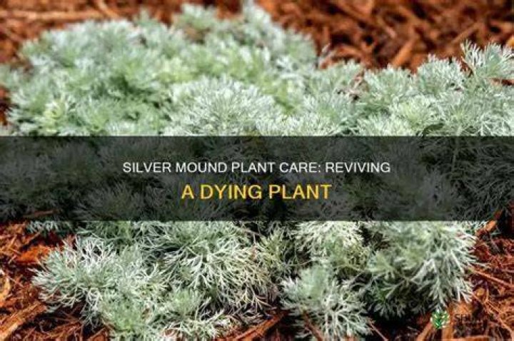 Why is my Silver Mound plant dying